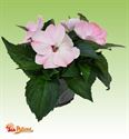 Afbeelding van Impatiens Sun Patiens P13 Blush pink